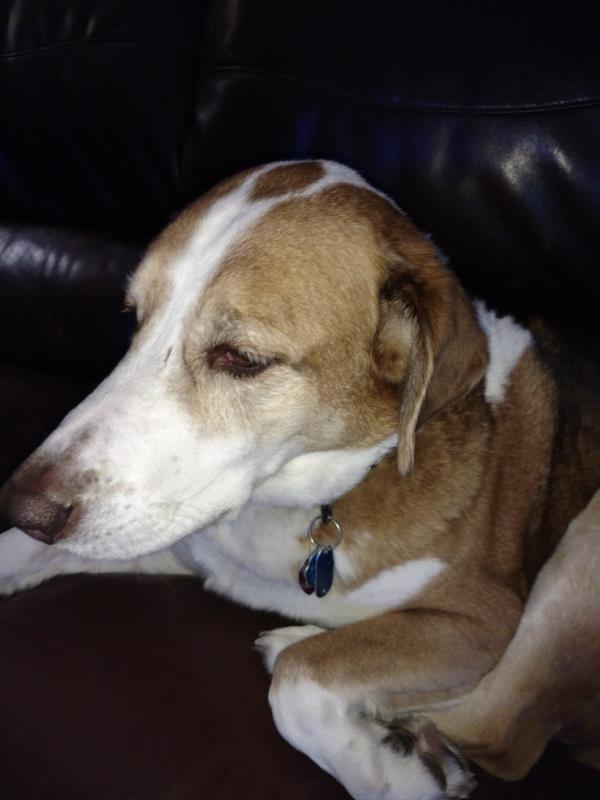 /images/uploads/griffin pond animal shelter/loveyourpet2018/entries/6553thumb.jpg